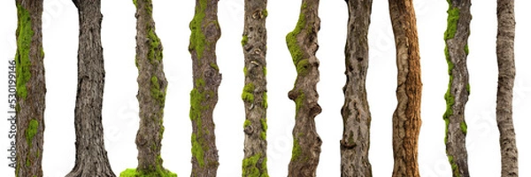 Obraz tree trunks, overgrown with moss and lichen, isolated on white background 