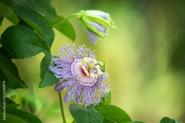 Obraz Beautiful purple Passion Flower or Passion Vine (Passiflora incarnata) blooming in the summer garden. Natural soft green background with copy space.