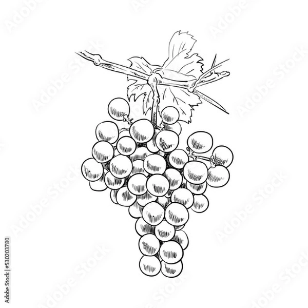 Fototapeta Sketch of grapes still on the tree trunk
