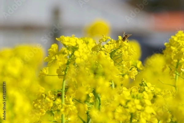 Fototapeta 菜の花とミツバチ
