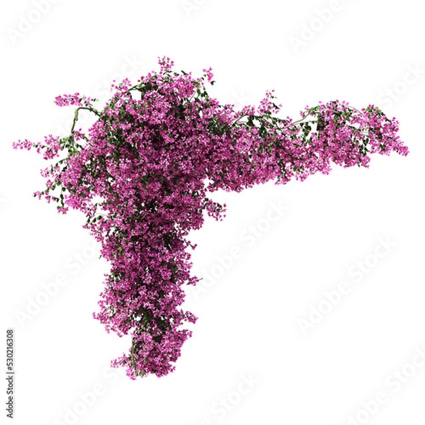Obraz 3d rendering of Bougainvillea creeping isolated