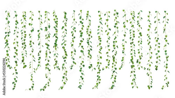 Fototapeta 3d rendering of  Epipremnum aureum hanging isolated