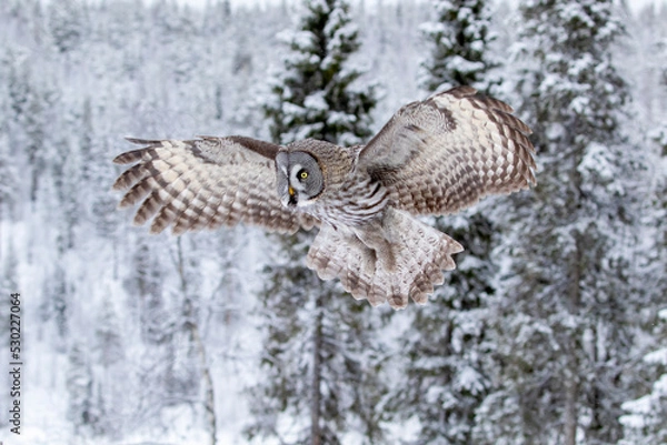 Fototapeta Beautiful inhabitant of taiga forest, great grey owl, Strix nebulosa in flight on a cloudy winter day in Finnish nature, Northern Europe
