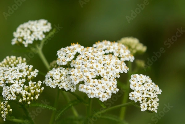 Fototapeta White inflorescences of the Achillea millefolium, commonly known as yarrow