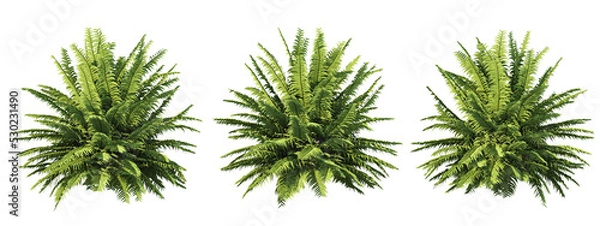 Fototapeta 3d rendering of fern tree isolated