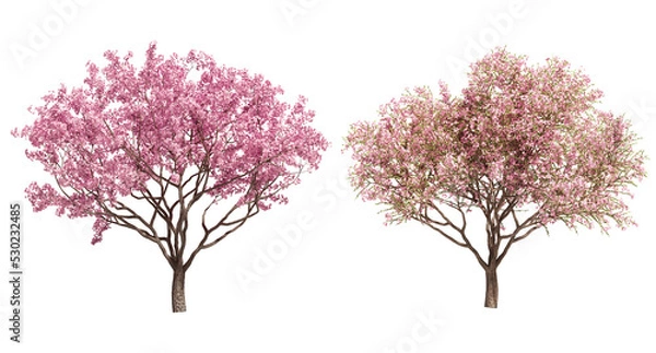 Fototapeta 3D rendering of cherry tree isolated