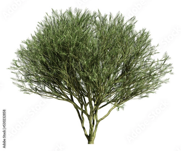 Fototapeta 3d rendering of DESERT MUSEUM PALO VERDE tree isolated