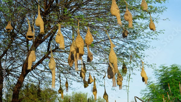 Fototapeta Sunny day, Hanging birds many nest in a acacia tree branch. Landscape view of group of baya weaver bird nests hanging on the acacia tree.