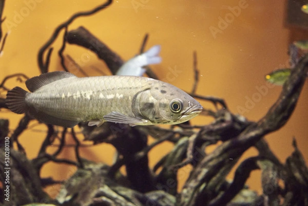 Obraz The Nile heterosis or simply heterotis Heterotis niloticus is a tropical freshwater ray - finned fish from the Aravan family