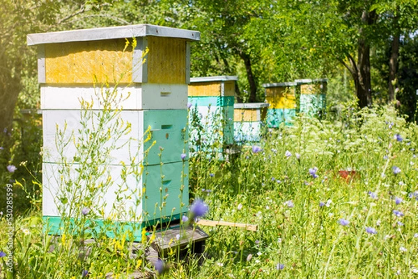 Obraz Hives of bees in the apiary at sunny summer day on nature. Apiculture concept.