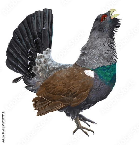 Fototapeta Digital card with wild forest bird. With transparent layer.