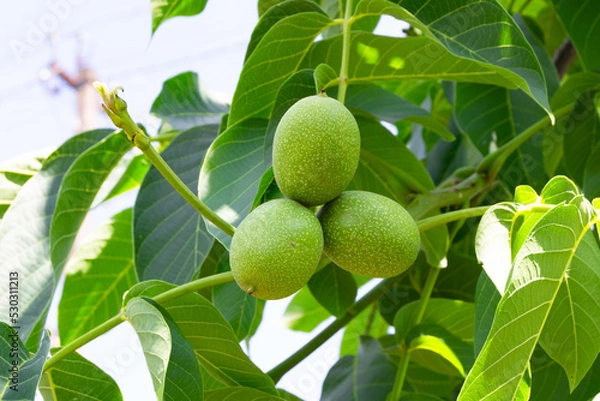 Fototapeta Photography on theme beautiful nut branch walnut tree