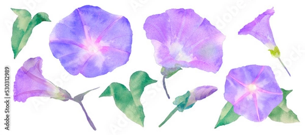 Fototapeta 朝顔の手描き水彩イラスト