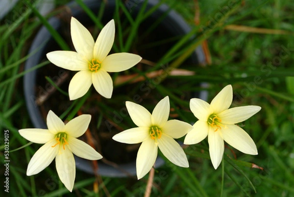 Fototapeta Top view of yellow flowers in a black pot in natural daylight.