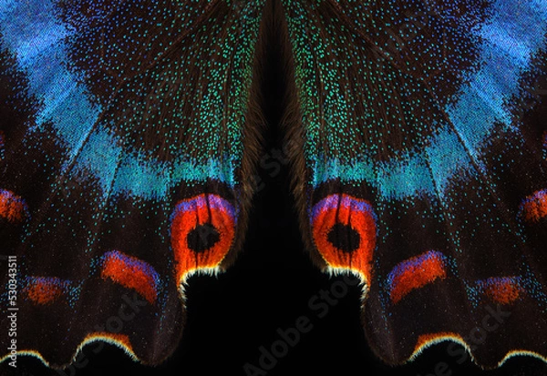 Fototapeta Bright colorful wings of tropical butterfly on black. Papilio maackii. Alpine black swallowtail. Colorful exotic swallowtail butterfly wings