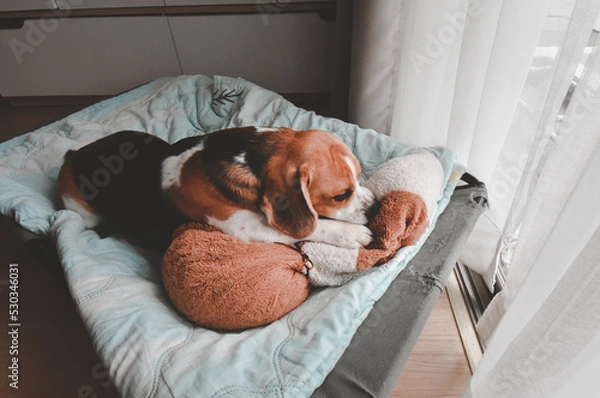 Fototapeta Beagle puppy bite dolls on a bed. Cute Beagle dog . sleeping beagle with dolls.
