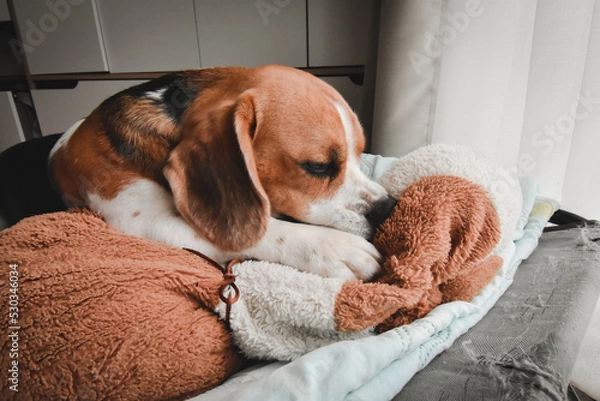Fototapeta Beagle puppy bite dolls on a bed. Cute Beagle dog . sleeping beagle with dolls.