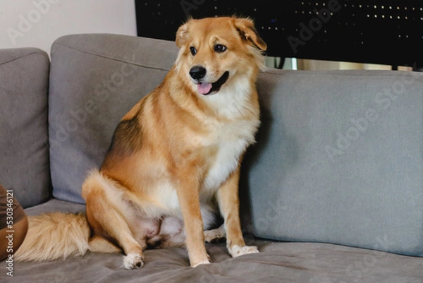 Fototapeta A mixed breed dog with folded ear sitting in sofa.