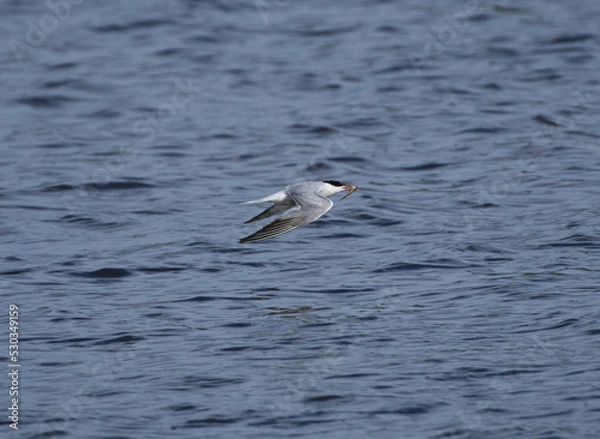 Obraz Common Tern Flying with Fish