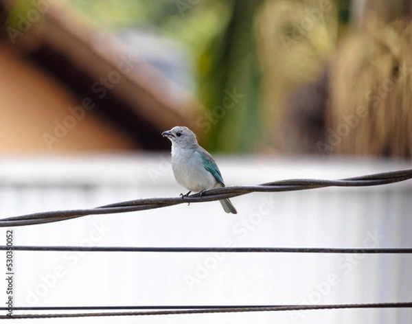 Obraz passaro no fio 2