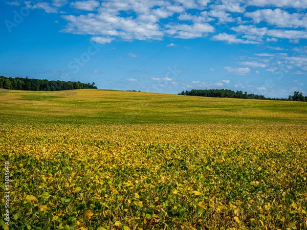 Obraz yellow green soybean fields in the fall