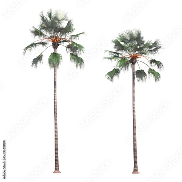Fototapeta palm tree, isolate on a transparent background, 3D illustration