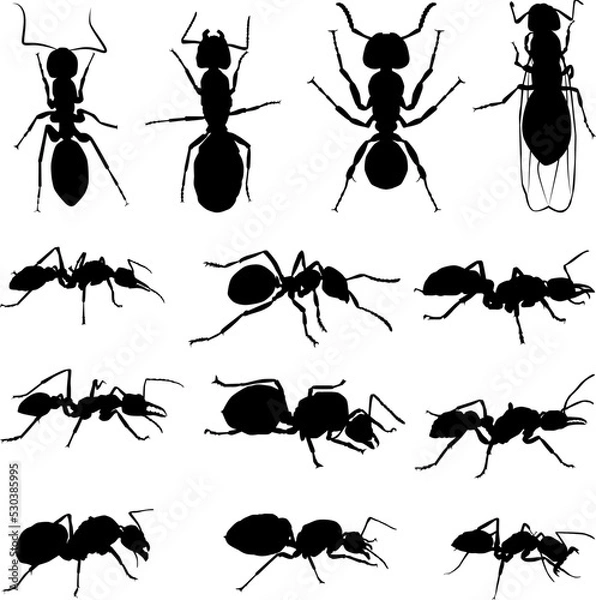 Obraz Silhouettes of various types of ants, Silhouettes of ants. thirteen ant silhouettes