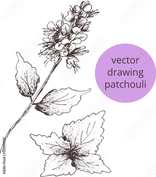 Fototapeta Vector abstract Hand drawn vintage  sketch.Image of patchouli. Outline of the silhouette isolated. Eps print for label, pharmacy package, box