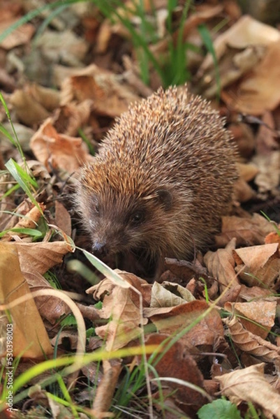Obraz hedgehog in the grass