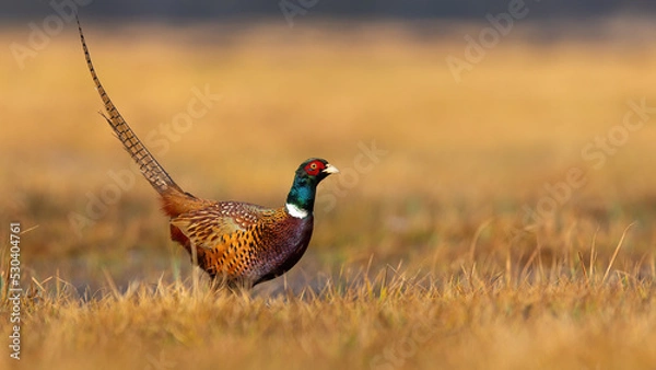 Fototapeta Common pheasant, phasianus colchicus, standing on field igolden hour with copy space. Brown bird looking on dry grass in autumn. Ring-necked animal watching on pasture.