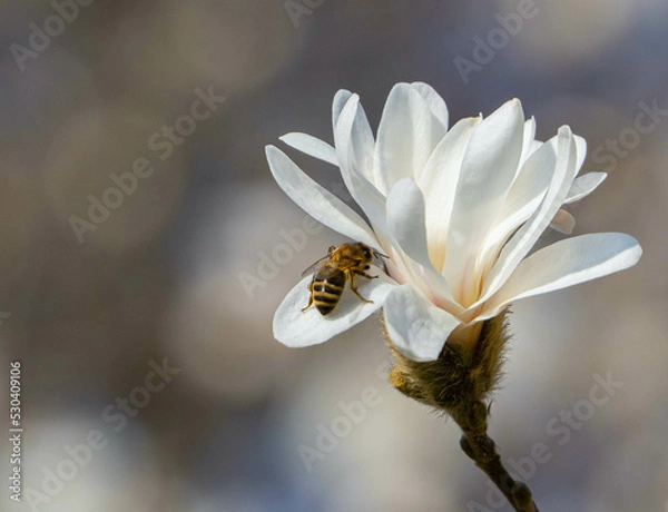 Obraz Weiße Magnolie mit Biene