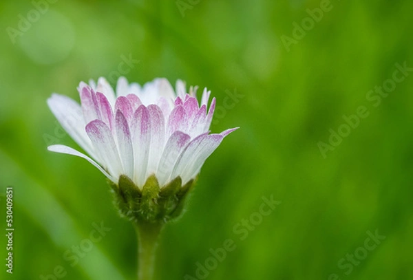 Obraz Gänseblümchen