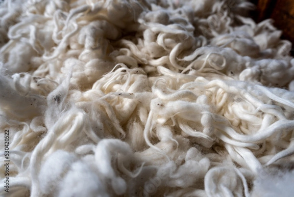 Fototapeta Cotton lint after ginning. Raw, organic, natural, unbleached cotton fibers. Fluffy material ready to be spun. Background image with selective focus.