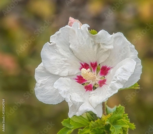 Obraz Weiße Hibiskusblüte