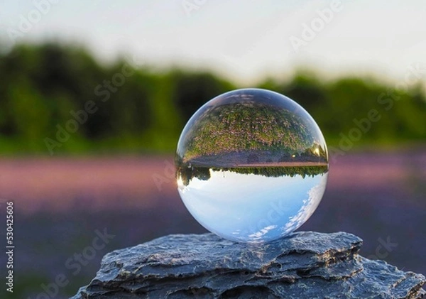 Obraz Glaskugel - Phacelia -Bienenfreund