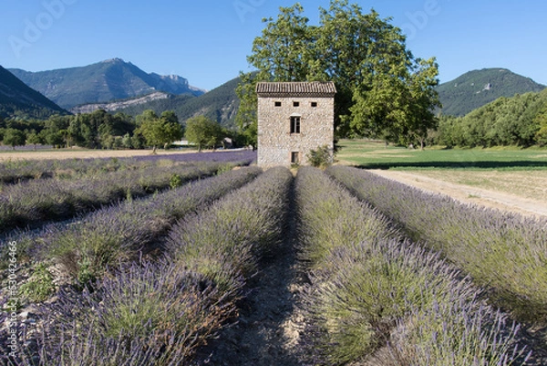 Fototapeta champ de lavande en fleurs en été à die dans la drôme en france