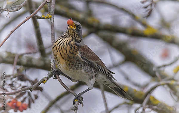 Fototapeta Wacholderdrossel