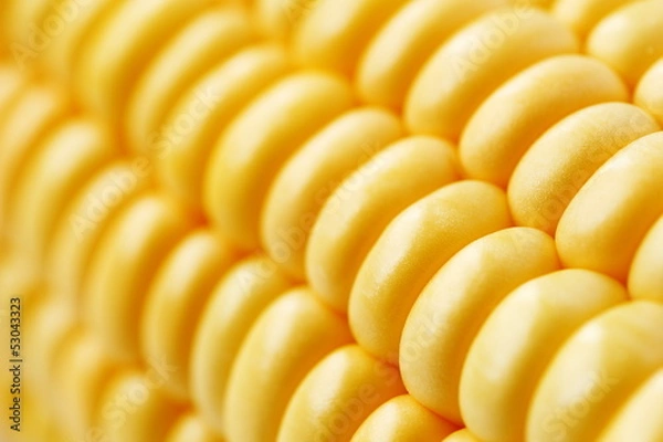 Obraz トウモロコシ