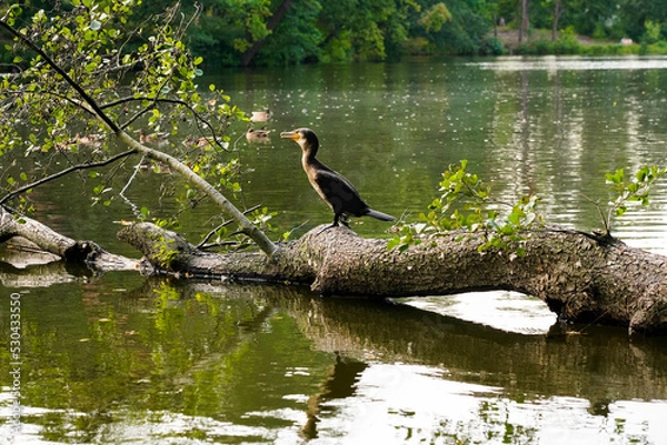 Obraz Black_bird_fallen_tree