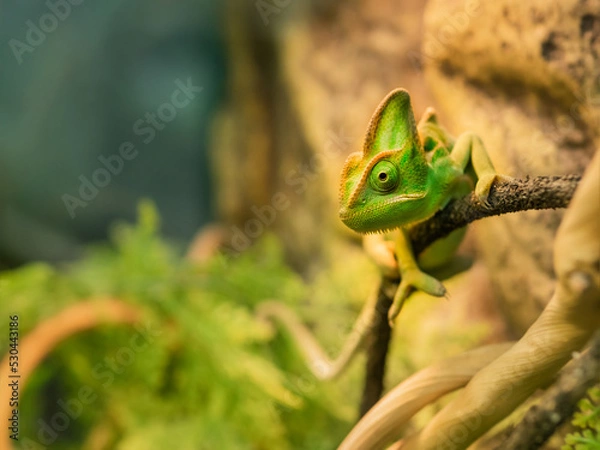 Fototapeta Green chameleon is perching on tree branch. Exotic animal in tank for reptiles or lizards. Small pet is staring in camera.