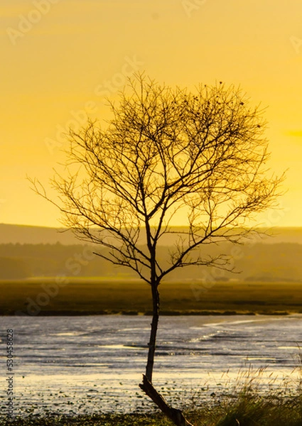 Fototapeta lone leafless tree with yellow light