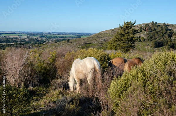 Obraz Wild Horses