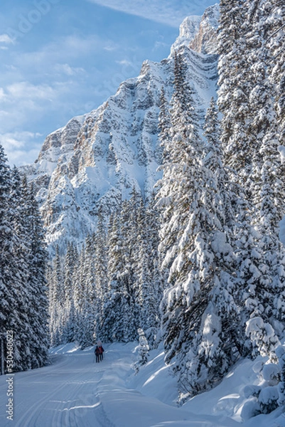Obraz Winter forest in Banff Park