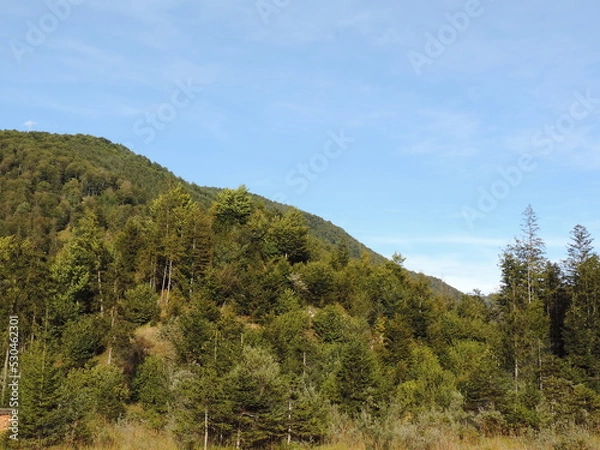 Obraz Forest hills and mountains