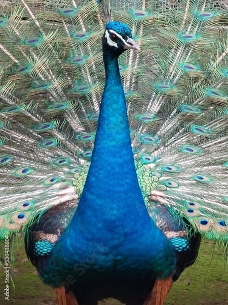 Obraz peacock with feathers