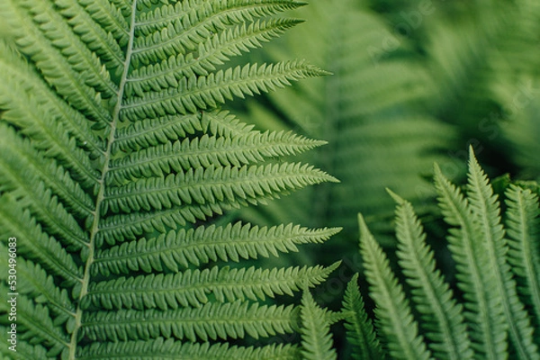 Fototapeta green leafy ferns