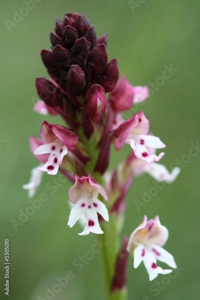 Obraz orchis brulé - orchis ustulata