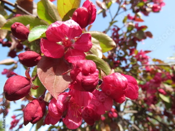 Obraz Cherry blossom trees in China