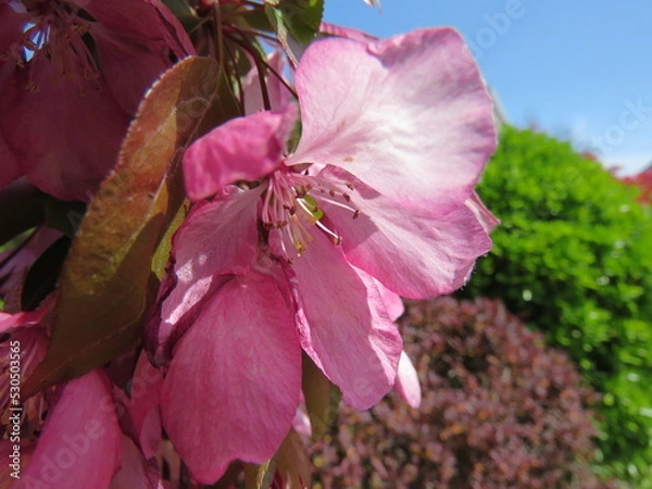 Obraz Cherry blossoms in China