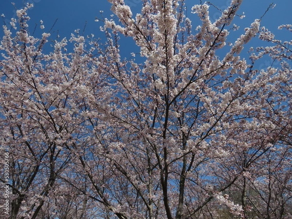 Obraz Cherry blossoms in China